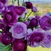 Purple Ranunculus Flower Bulbs - 10 Quality Corms for Planting - Image 1