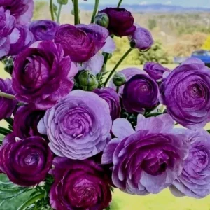 Purple Ranunculus Flower Bulbs - 10 Quality Corms for Planting - Image 1