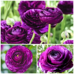 Purple Ranunculus Flower Bulbs - 25 Corms, 7+cm - Perennial, Indoor/Outdoor - Image 2