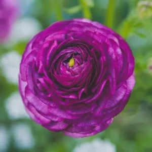 Purple Ranunculus Flower Bulbs - 25 Corms, 7+cm - Perennial, Indoor/Outdoor - Image 9