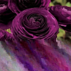 Purple Ranunculus Flower Bulbs - 25 Corms for Garden & Wedding Bouquets, Perennial - Image 2