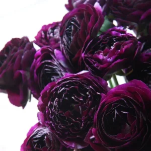 Purple Ranunculus Flower Bulbs - 25 Corms for Garden & Wedding Bouquets, Perennial - Image 1