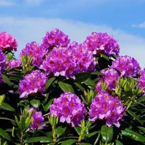 Purple Reblooming Azalea Rhododendron Live Plant in 4 Inch Pot Outdoor Shrub - Image 2