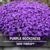 Purple Rockcress Seeds - Heirloom Perennial Groundcover (Aubrieta deltoidea) - Approx. 250 Seeds - Image 1