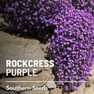 Purple Rockcress Seeds - Heirloom Perennial Groundcover (Aubrieta deltoidea) - Approx. 250 Seeds - Image 2