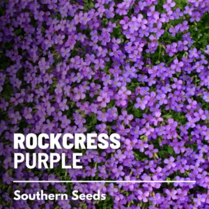 Purple Rockcress Seeds - Heirloom Perennial Groundcover (Aubrieta deltoidea) - Approx. 250 Seeds - Image 3