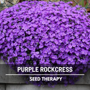 Purple Rockcress Seeds - Heirloom Perennial Groundcover (Aubrieta deltoidea) - Approx. 250 Seeds - Image 1