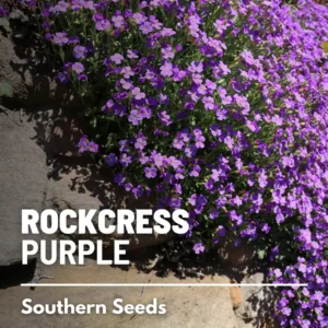 Purple Rockcress Seeds - Heirloom Perennial Groundcover (Aubrieta deltoidea) - Approx. 250 Seeds - Image 4