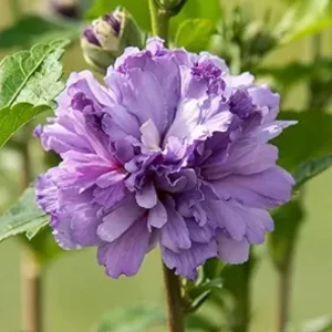 Purple Rose of Sharon Live Plant – Quart Pot – Flowering Shrub – Outdoor - Image 2
