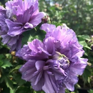 Purple Rose of Sharon Live Plant – Quart Pot – Flowering Shrub – Outdoor - Image 3