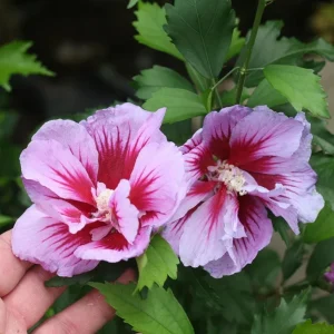 Purple Rose of Sharon Live Plant – Quart Pot – Flowering Shrub – Outdoor - Image 4
