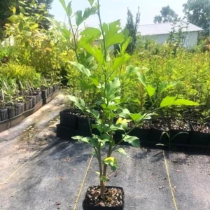 Purple Rose of Sharon Live Plant – Quart Pot – Flowering Shrub – Outdoor - Image 5