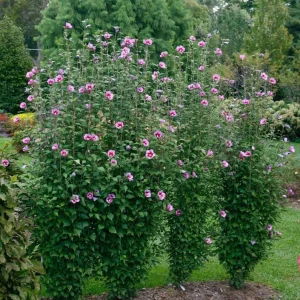 Purple Rose of Sharon Live Plant – Quart Pot – Flowering Shrub – Outdoor - Image 6