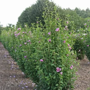 Purple Rose of Sharon Live Plant – Quart Pot – Flowering Shrub – Outdoor - Image 7