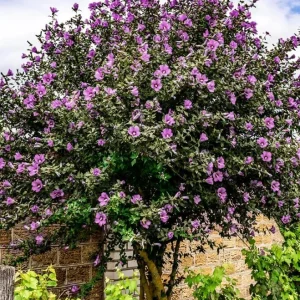 Purple Rose of Sharon Live Plant – Quart Pot – Flowering Shrub – Outdoor - Image 8