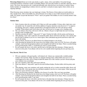 Purple Sensation Allium Bulbs - 4-6 Inch Flower Diameter - Zone 2-10 - Image 10