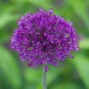 Purple Sensation Allium Bulbs - 4-6 Inch Flower Diameter - Zone 2-10 - Image 1