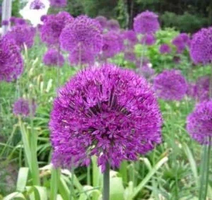 Purple Sensation Allium Bulbs - 4-6 Inch Flower Diameter - Zone 2-10 - Image 2