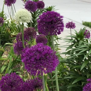 Purple Sensation Allium Bulbs - 4-6 Inch Flower Diameter - Zone 2-10 - Image 4