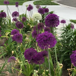 Purple Sensation Allium Bulbs - 4-6 Inch Flower Diameter - Zone 2-10 - Image 5