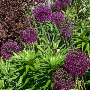 Purple Sensation Allium Bulbs - 4-6 Inch Flower Diameter - Zone 2-10 - Image 6