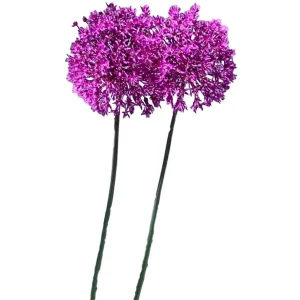 Purple Sensation Allium Bulbs - 4-6 Inch Flower Diameter - Zone 2-10 - Image 7