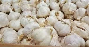 Purple Sensation Allium Bulbs - 4-6 Inch Flower Diameter - Zone 2-10 - Image 9