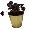 Purple Shamrock Growing Kit – 5 Oxalis Bulbs – Gold Tin Pot – Indoor/Outdoor - Image 1