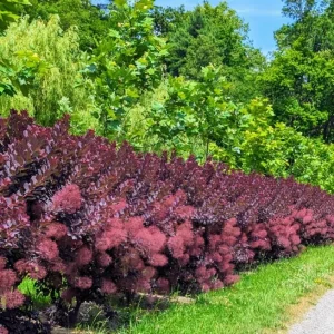 Purple Smoke Tree Live Plant – Cotinus coggygria – 12-18