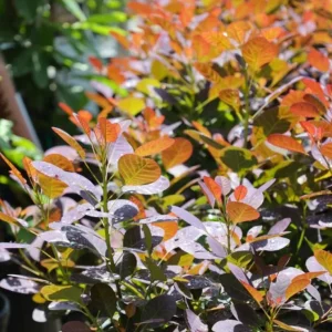 Purple Smoke Tree Live Plant – Cotinus coggygria – 12-18" Tall Seedling – Quart Pot – Outdoor Shrub - Image 2