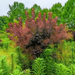 Purple Smoke Tree Live Plant – Cotinus coggygria – 12-18