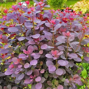 Purple Smoke Tree Live Plant – Cotinus coggygria – 12-18" Tall Seedling – Quart Pot – Outdoor Shrub - Image 1