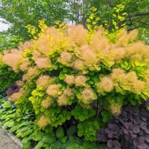 Purple Smoke Tree Live Plant – Cotinus coggygria – 12-18