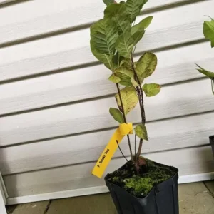 Purple Smoke Tree Live Plant – Cotinus coggygria – 12-18