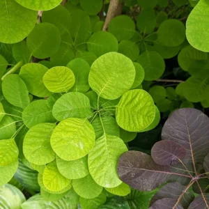 Purple Smoke Tree Live Plant – Cotinus coggygria – 12-18