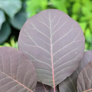 Purple Smoke Tree Live Plant – Cotinus coggygria – 12-18