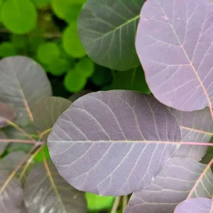 Purple Smoke Tree Live Plant – Cotinus coggygria – 12-18