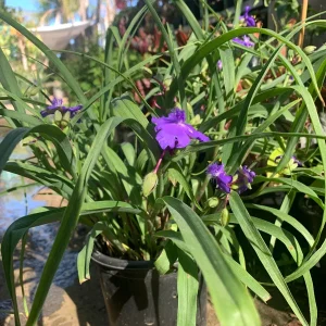 Purple Spiderwort Tradescantia Virginiana Live Plant 1ft in 6in Pot Outdoor - Image 2