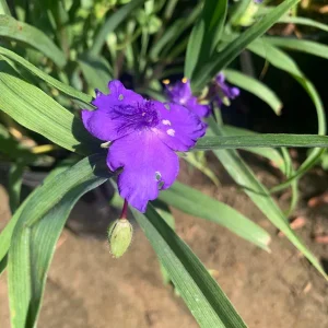 Purple Spiderwort Tradescantia Virginiana Live Plant 1ft in 6in Pot Outdoor - Image 1