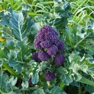 Purple Sprouting Broccoli Seeds - 500 Count - Outdoor Vegetable Seeds - Image 2