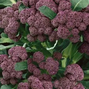 Purple Sprouting Broccoli Seeds - 500 Count - Outdoor Vegetable Seeds - Image 3