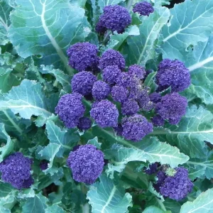 Purple Sprouting Broccoli Seeds - 500 Count - Outdoor Vegetable Seeds - Image 1