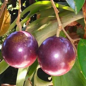 Purple Star Apple Live Plant, 3 Gallon Pot, Grafted Caimito Tree - Image 1