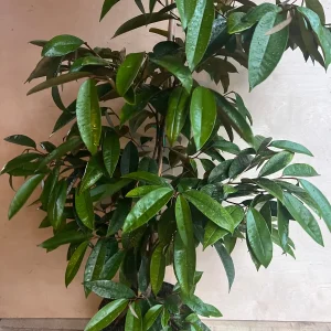 Purple Star Apple Live Plant, 3 Gallon Pot, Grafted Caimito Tree - Image 5