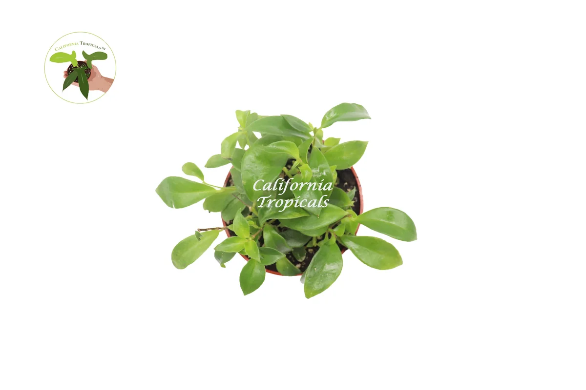 Purple Star Lipstick Plant Live Plant - 4 inch Nursery Pot - Indoor Houseplant - Image 2