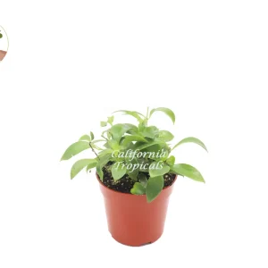 Purple Star Lipstick Plant Live Plant - 4 inch Nursery Pot - Indoor Houseplant - Image 1