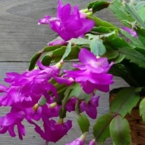 Purple Thanksgiving Cactus Live Plant - 2in Pot - Indoor - Image 3