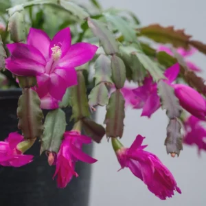 Purple Thanksgiving Cactus Live Plant – 4in Pot – Indoor Flowering Plant - Image 2