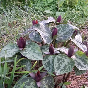Purple Toad Trillium Bulbs - Sweet Betsy Trillium - Woodland Plant - Image 1