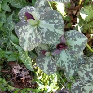 Purple Toad Trillium Bulbs - Sweet Betsy Trillium - Woodland Plant - Image 4
